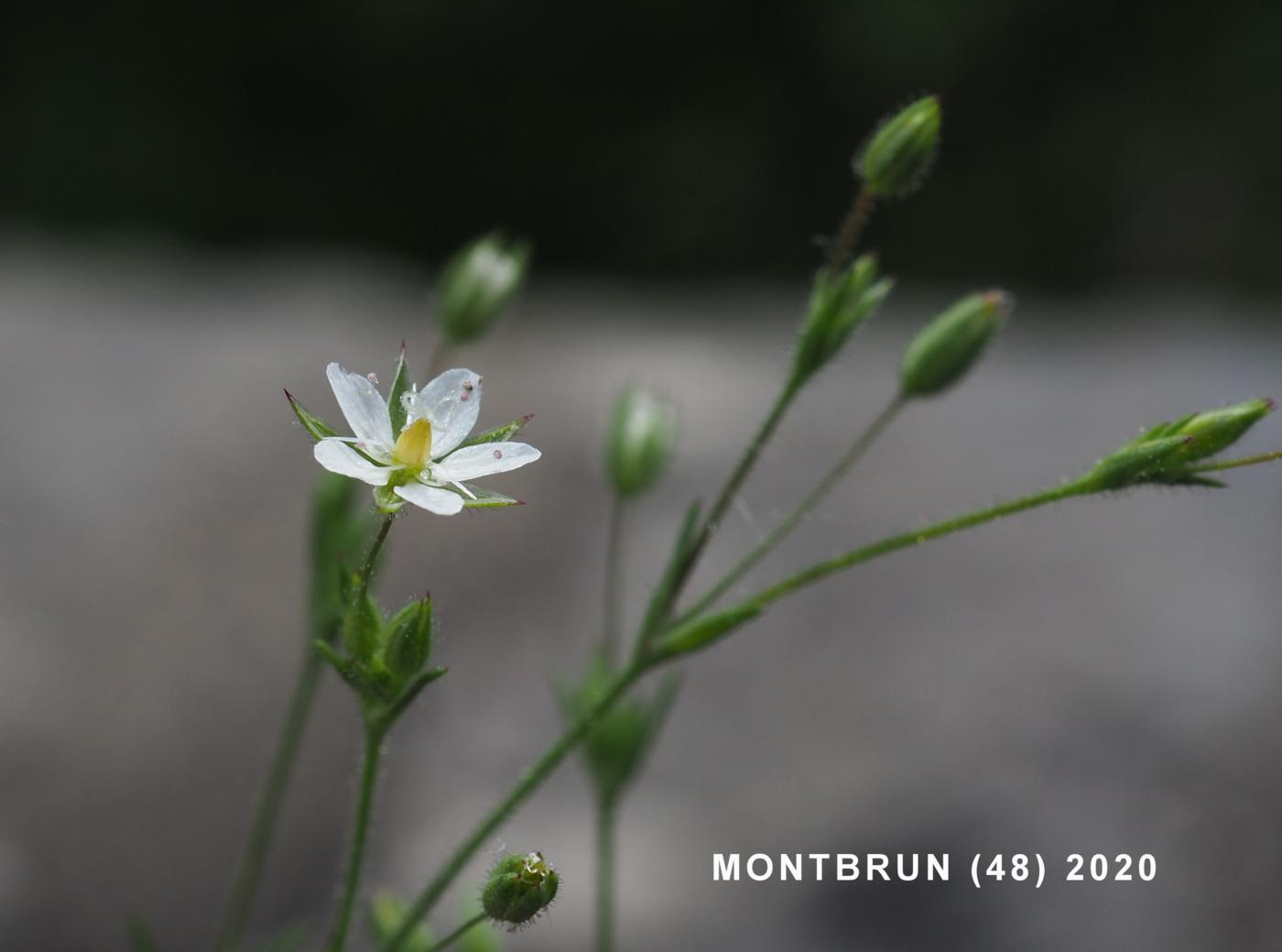 Sandwort, Fine-leaved flower